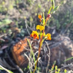Diuris semilunulata (Late Leopard Orchid) at Karabar, NSW - 7 Oct 2020 by roachie