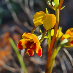 Diuris semilunulata at Karabar, NSW - suppressed