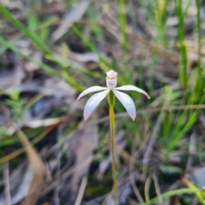 Caladenia ustulata at Jerrabomberra, NSW - suppressed