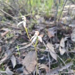 Caladenia ustulata at Jerrabomberra, NSW - suppressed