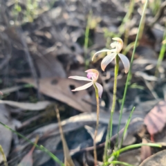 Caladenia ustulata at Jerrabomberra, NSW - suppressed