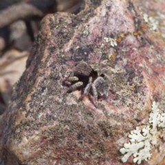 Maratus vespertilio (Bat-like peacock spider) at Forde, ACT - 21 Oct 2020 by DPRees125