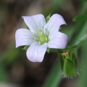 Geranium sp. at O'Connor, ACT - 23 Oct 2020 11:10 AM