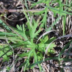 Geranium sp. at O'Connor, ACT - 23 Oct 2020