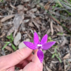 Glossodia major (Wax Lip Orchid) at Jerrabomberra, NSW - 7 Oct 2020 by roachie