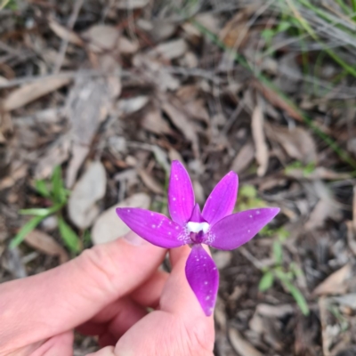 Glossodia major (Wax Lip Orchid) at Jerrabomberra, NSW - 7 Oct 2020 by roachie