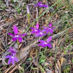 Glossodia major at Jerrabomberra, NSW - suppressed