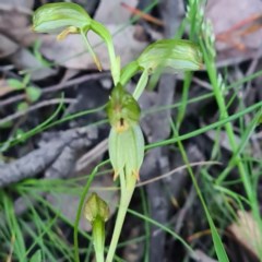 Bunochilus montanus (ACT) = Pterostylis jonesii (NSW) (Montane Leafy Greenhood) at Jerrabomberra, NSW - 7 Oct 2020 by roachie