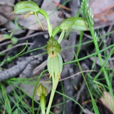 Bunochilus montanus (Montane Leafy Greenhood) at Mount Jerrabomberra QP - 7 Oct 2020 by roachie