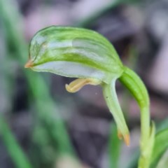 Bunochilus montanus (ACT) = Pterostylis jonesii (NSW) at Jerrabomberra, NSW - suppressed
