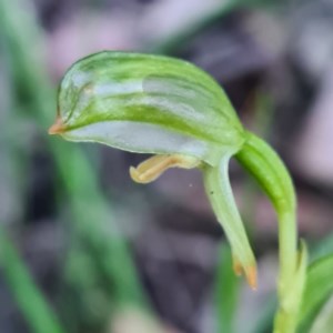 Bunochilus montanus (ACT) = Pterostylis jonesii (NSW) at Jerrabomberra, NSW - 7 Oct 2020