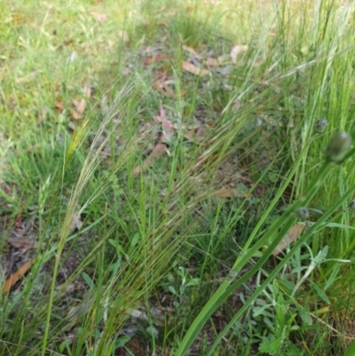 Austrostipa (genus) (A Corkscrew Grass) at Hughes, ACT - 22 Oct 2020 by TomT