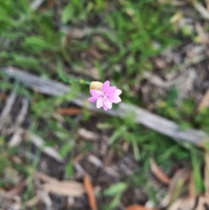 Petrorhagia nanteuilii at Hughes, ACT - 22 Oct 2020