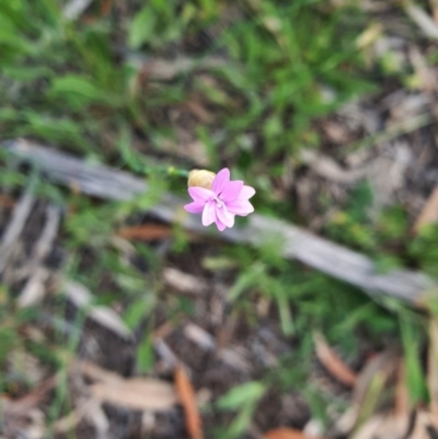 Petrorhagia nanteuilii (Proliferous Pink, Childling Pink) at Hughes, ACT - 22 Oct 2020 by TomT
