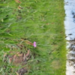 Petrorhagia nanteuilii at Hughes, ACT - 22 Oct 2020