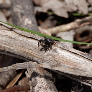 Salticidae sp. 'Golden palps' at Forde, ACT - 21 Oct 2020 12:47 PM