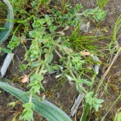 Lysimachia arvensis (Scarlet Pimpernel) at Deakin, ACT - 22 Oct 2020 by TomT