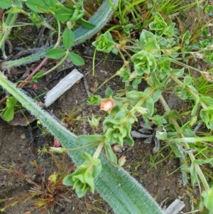 Lysimachia arvensis at Deakin, ACT - 22 Oct 2020