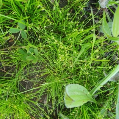 Isolepis (genus) (Club-rush) at Deakin, ACT - 22 Oct 2020 by TomT