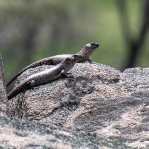 Egernia cunninghami at Mount Clear, ACT - 21 Oct 2020 01:24 PM