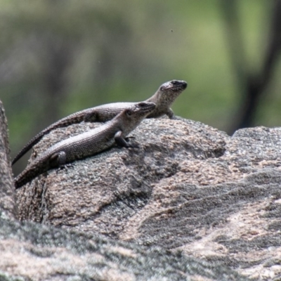 Egernia cunninghami (Cunningham's Skink) at Mount Clear, ACT - 21 Oct 2020 by SWishart