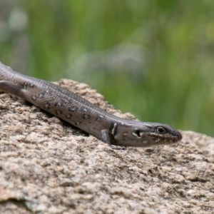 Liopholis whitii at Mount Clear, ACT - 21 Oct 2020