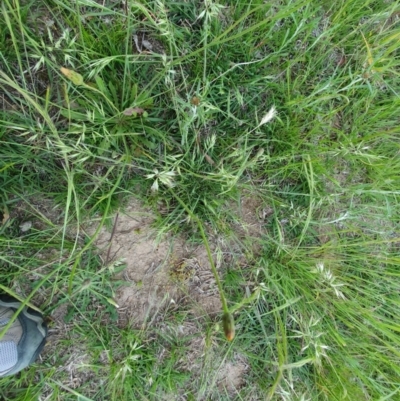 Rytidosperma (genus) (Wallaby Grass) at Deakin, ACT - 22 Oct 2020 by TomT