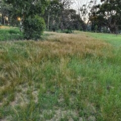 Austrostipa scabra (Corkscrew Grass, Slender Speargrass) at Deakin, ACT - 22 Oct 2020 by TomT