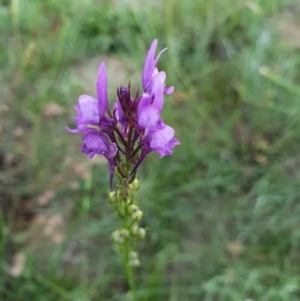 Linaria pelisseriana at Deakin, ACT - 22 Oct 2020