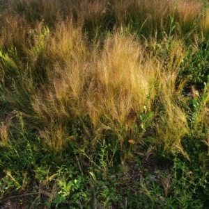 Austrostipa scabra at Hughes, ACT - 22 Oct 2020