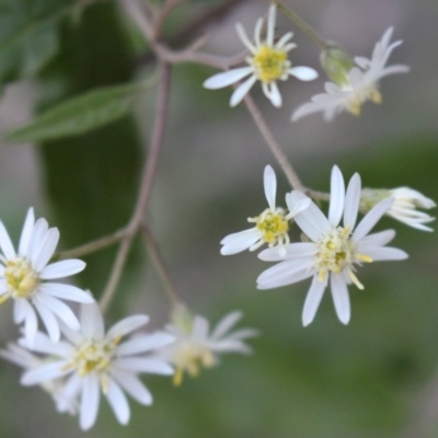 Olearia lirata (Snowy Daisybush) at Uriarra, NSW - 3 Oct 2020 by Sarah2019