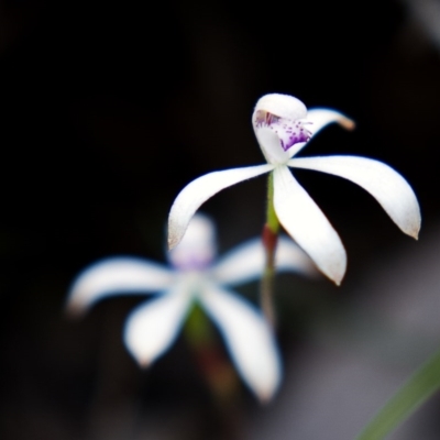 Caladenia ustulata (Brown Caps) at Deua National Park (CNM area) - 23 Oct 2020 by trevsci