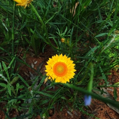 Xerochrysum viscosum (Sticky Everlasting) at Hughes, ACT - 22 Oct 2020 by TomT