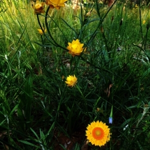 Xerochrysum viscosum at Hughes, ACT - 22 Oct 2020