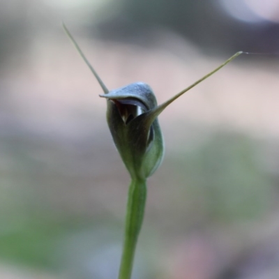 Pterostylis pedunculata (Maroonhood) at Uriarra, ACT - 3 Oct 2020 by Sarah2019