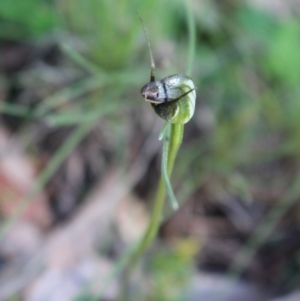 Pterostylis pedunculata at Uriarra, ACT - 3 Oct 2020