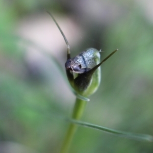 Pterostylis pedunculata at Uriarra, ACT - 3 Oct 2020