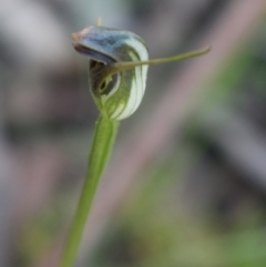 Pterostylis pedunculata at Uriarra, ACT - 3 Oct 2020