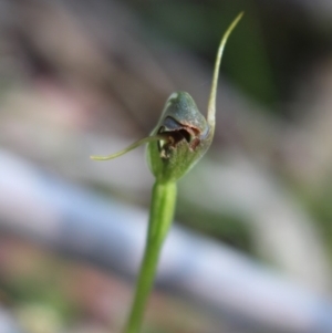 Pterostylis pedunculata at Uriarra, ACT - 3 Oct 2020