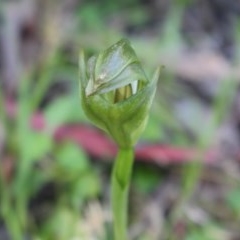 Pterostylis curta (Blunt Greenhood) at Uriarra, ACT - 8 Oct 2020 by Sarah2019