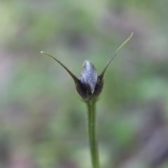 Pterostylis pedunculata (Maroonhood) at Uriarra, ACT - 23 Oct 2020 by Sarah2019