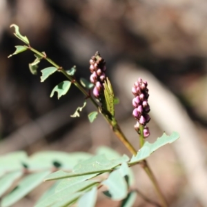 Indigofera australis subsp. australis at Uriarra, NSW - 3 Oct 2020