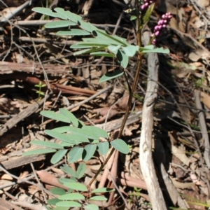 Indigofera australis subsp. australis at Uriarra, NSW - 3 Oct 2020
