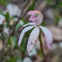 Caladenia moschata (Musky Caps) at Karabar, NSW - 22 Oct 2020 by roachie