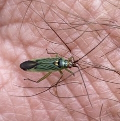 Austromiris viridissimus (Austromiris viridissimus) at Theodore, ACT - 23 Oct 2020 by Cardy