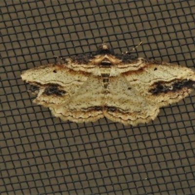 Syneora euboliaria (Boarmiini, Geometer moth) at Wanniassa, ACT - 24 Oct 2020 by JohnBundock