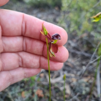 Caleana major (Large Duck Orchid) at Mount Jerrabomberra - 20 Oct 2020 by roachie