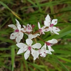 Burchardia umbellata (Milkmaids) at Woodstock Nature Reserve - 24 Oct 2020 by trevorpreston