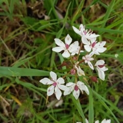 Burchardia umbellata at Strathnairn, ACT - 24 Oct 2020