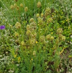 Sanguisorba minor (Salad Burnet, Sheep's Burnet) at Holt, ACT - 24 Oct 2020 by tpreston